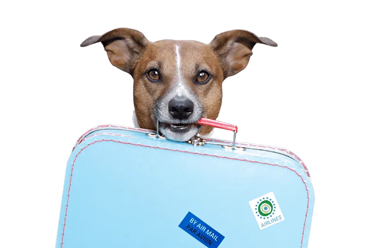 Bilde av hun med bagasje for hundehotell