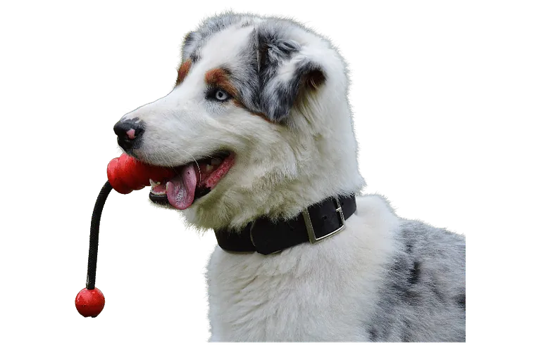 bilde av hund med leke, hundeskole