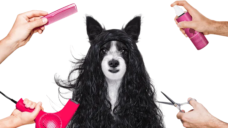bilde av hund hos hundefrisør